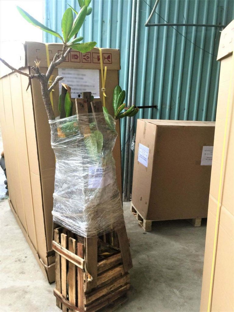Kinh nghiệm vận chuyển cây cảnh khi chuyển nhà trọn gói